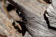 Camponotus laevissimus