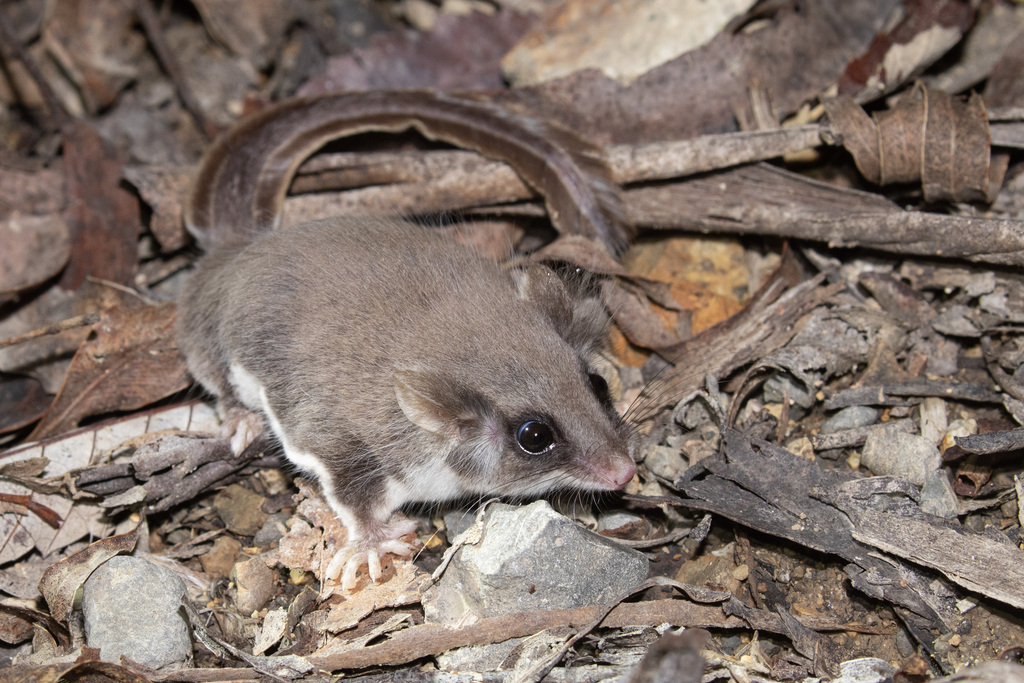 Feather-Tailed Glider