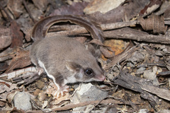 Feather-Tailed Glider photo 1