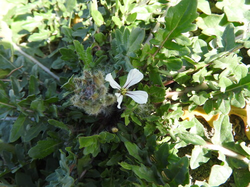 Eruca pinnatifida (Eruca pinnatifida)
