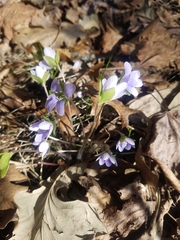 Hepatica americana