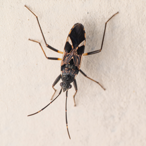 Dieuches notatus (Dallas, 1852)