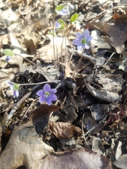Hepatica americana