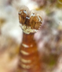 The telson of a shrimp with a white band