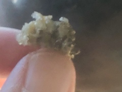 Conopeum chesapeakensis