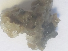 Conopeum chesapeakensis