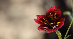 Salpiglossis sinuata