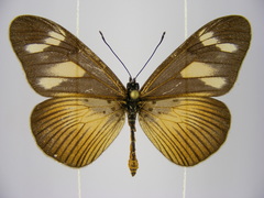 Acraea lycoa