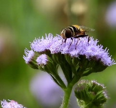 Eristalina