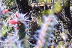 Micrathene whitneyi