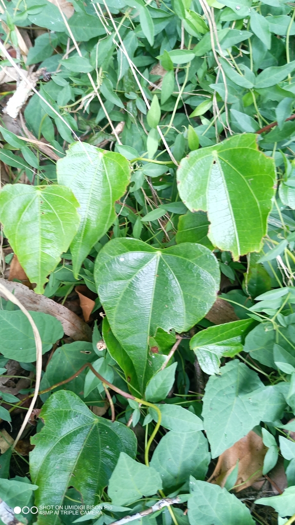 pearl vine from East Deep Creek QLD 4570, Australia on March 9, 2024 at ...