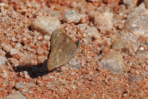 Morant's Tree Nymph
