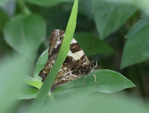 Painted Bamboo Ringlet