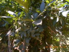 Casimiroa