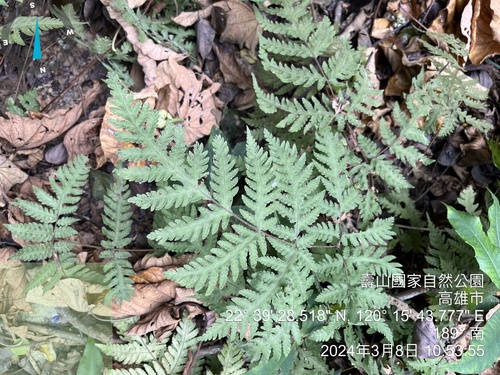 Tectaria membranacea, photograph 5