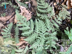 謝麗霦, CC BY, iNaturalist via GBIF Tectaria membranacea, photograph 謝麗霦, CC BY, iNaturalist via GBIF