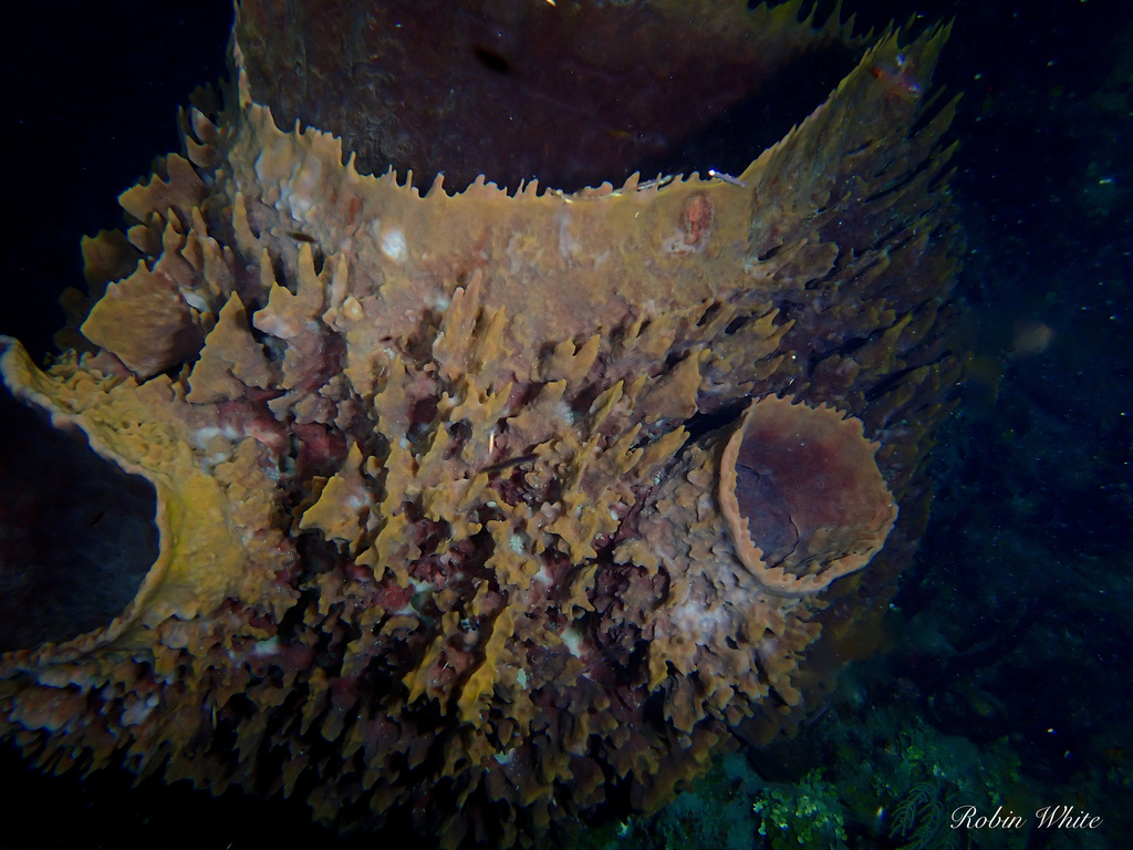 Giant Barrel Sponge from Guantánamo Bay, Guantánamo, CU on March 8 ...