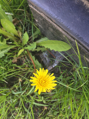 Taraxacum officinale