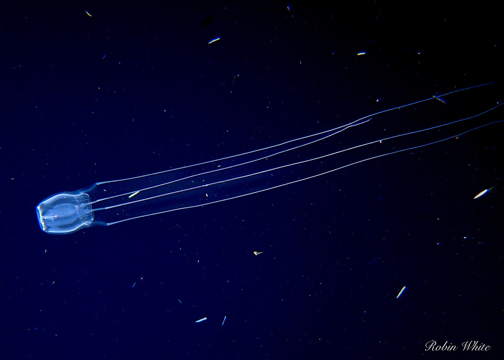 Winged Box Jellyfish