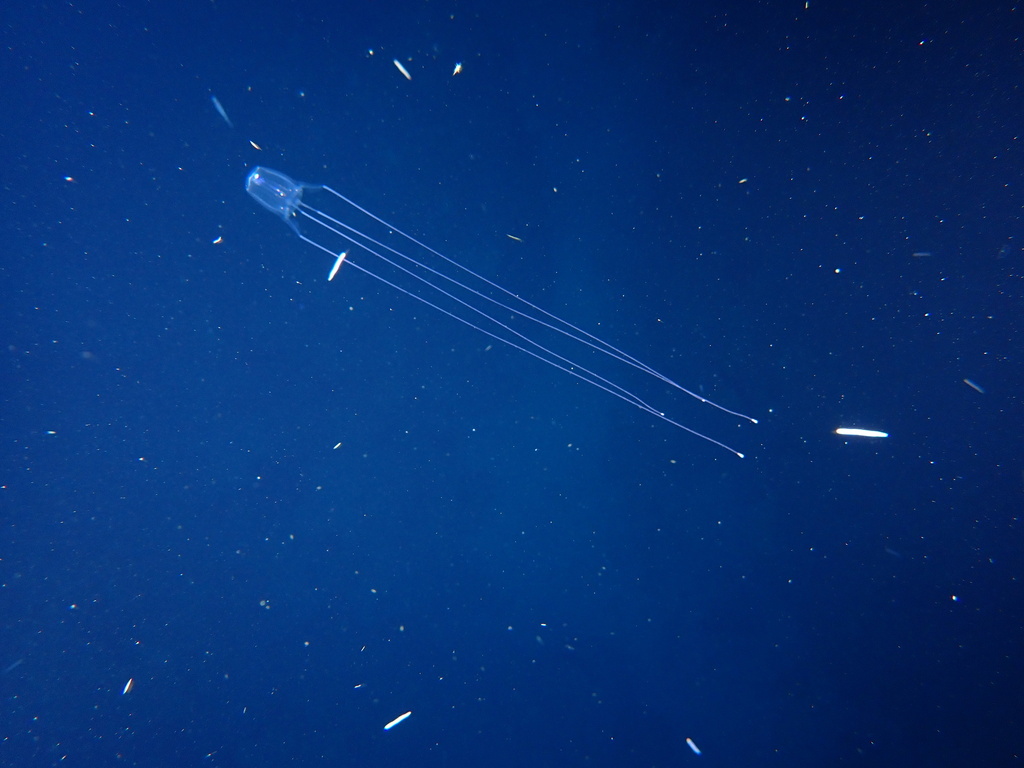 Box jellyfish drifting in dark blue water