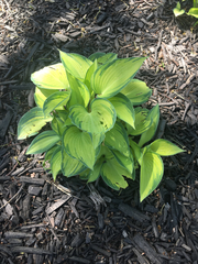 Hosta