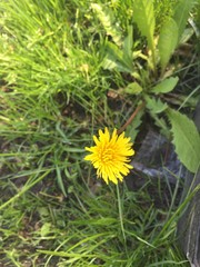 Taraxacum officinale