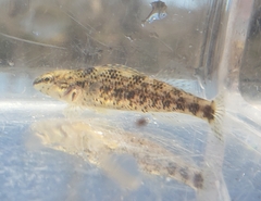 Etheostoma lynceum
