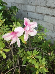 Rhododendron kanehirai