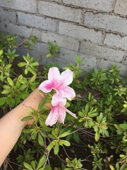 Rhododendron kanehirai