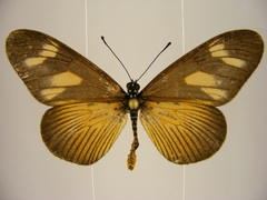 Acraea lycoa