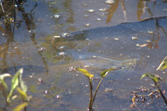 Channa argus