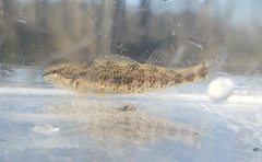 Etheostoma lynceum