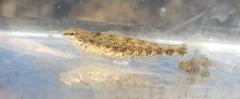 Etheostoma lynceum