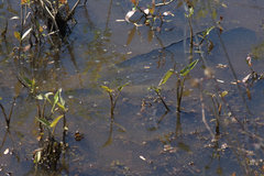 Channa argus