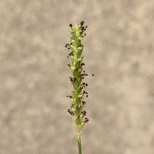 Marsh bristlegrass (Setaria parviflora)