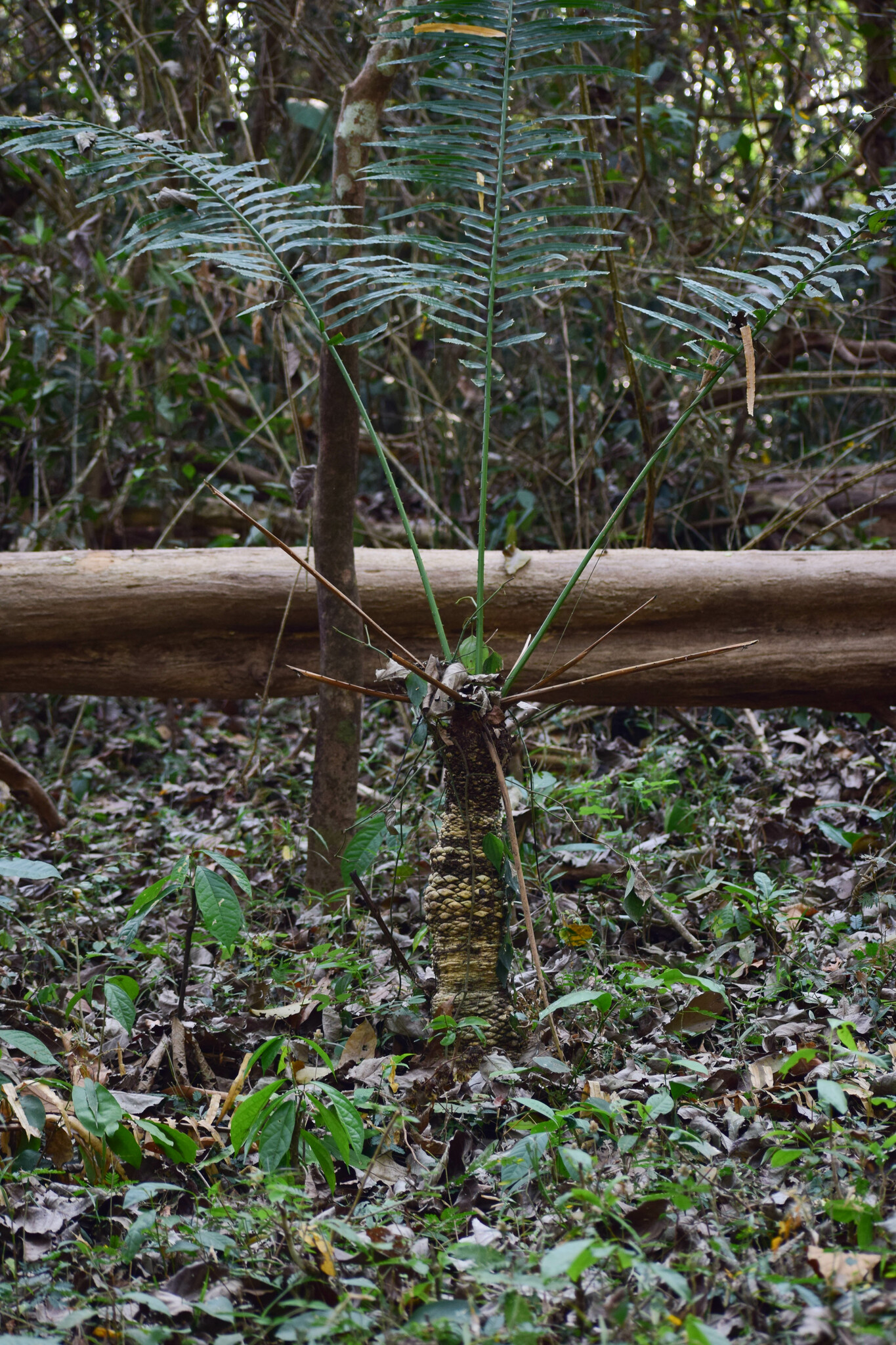 Imagem de Sagu-de-jardim