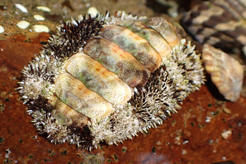 Chitonidae