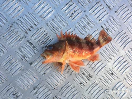Coral cod (Helicolenus percoides) — Sebastidae — 5