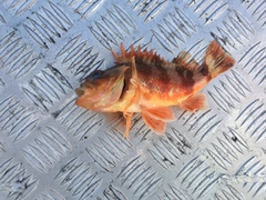 Helicolenus percoides