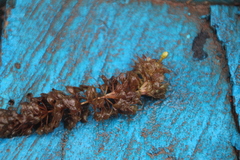 author not stated, no rights reserved Aldrovanda vesiculosa, photograph author not stated, no rights reserved