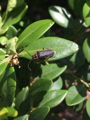 Atalantycha bilineata