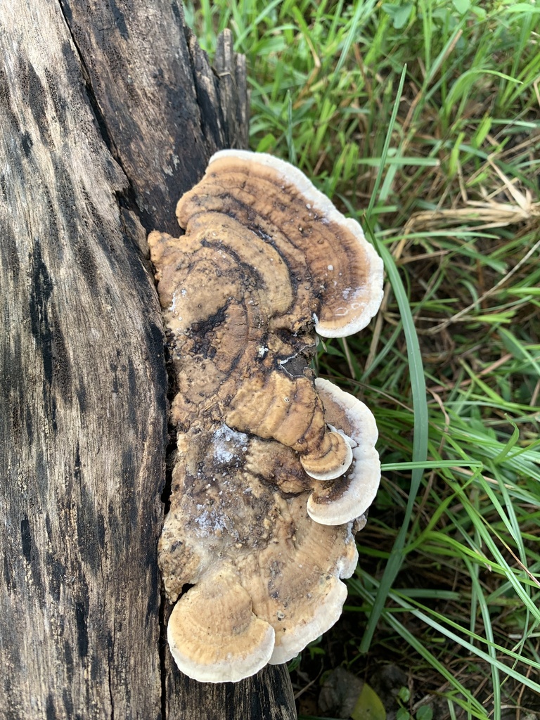 Trametes cubensis