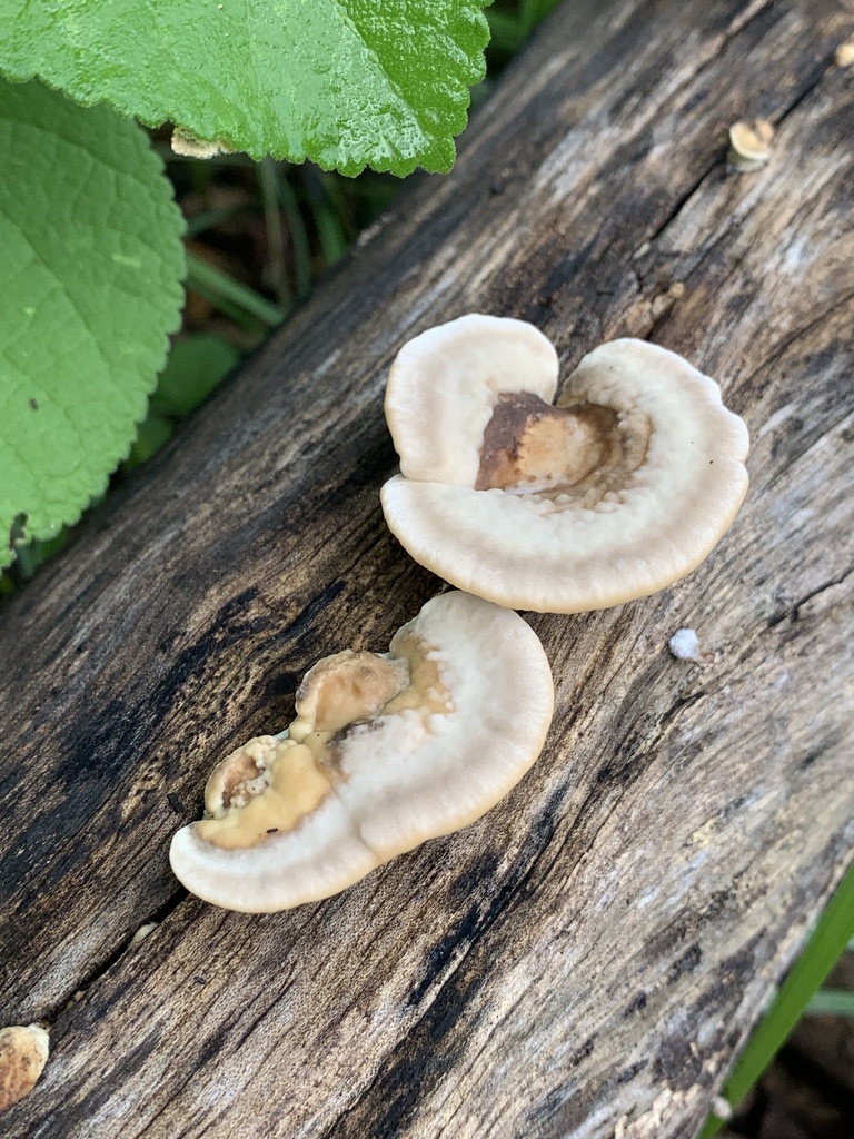 Trametes cubensis · March 2024 · photo: © gabrieljovencio (iNaturalist, cc-by)