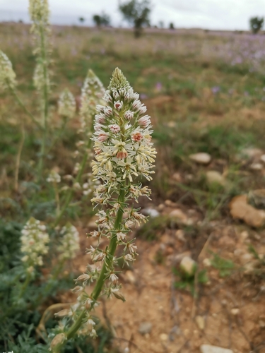 white mignonette