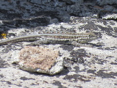 Uta stansburiana stansburiana