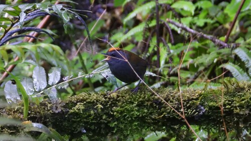 Wrenthrush (Zeledonia coronata), photo 7