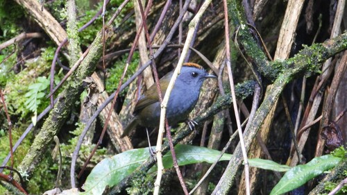Wrenthrush (Zeledonia coronata), photo 8