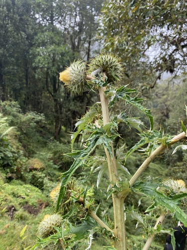 Image of Cirsium subcoriaceum by (c) Dan MacNeal, some rights reserved (CC BY)