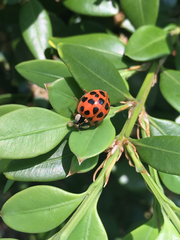 Harmonia axyridis