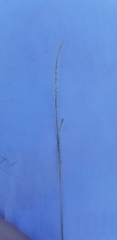 Festuca idahoensis